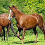 American_Saddllebred_Horse+Pasa Peruano1(1)